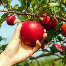 Assorted seasonal fruits including apples and berries