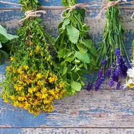 Bunches of fresh green basil, parsley, and cilantro
